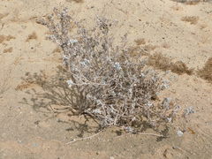 Encelia palmeri
