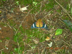 Argynnis hyperbius hyperbius