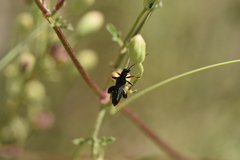 Oedemera flavipes