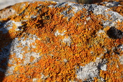 Variospora aurantia