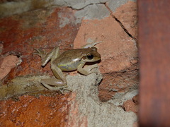 Boophis doulioti