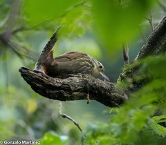 Syndactyla rufosuperciliata