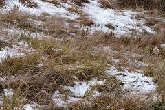 Veronica pauciramosa