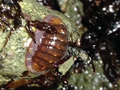 Lepidozona interstincta