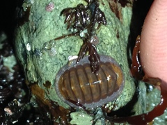 Lepidozona interstincta