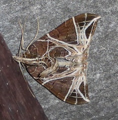 Ecliptopera rectilinea