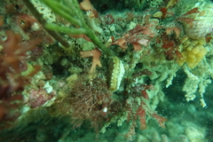 Sycozoa cerebriformis