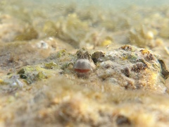 Istiblennius meleagris