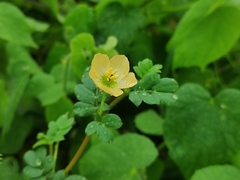 Kallstroemia maxima