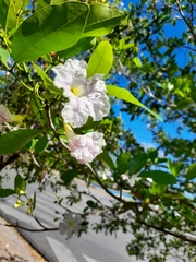 Tabebuia heterophylla