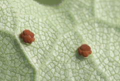 Puccinia silphii