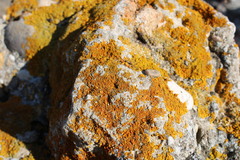 Variospora aurantia