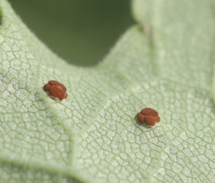 Puccinia silphii