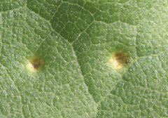 Puccinia silphii