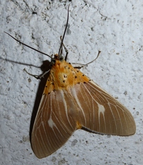 Asota producta