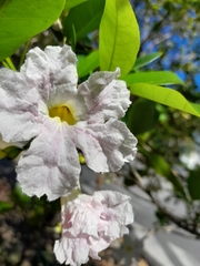 Tabebuia heterophylla