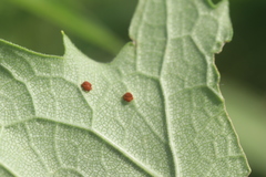 Puccinia silphii