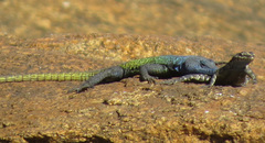 Platysaurus intermedius rhodesianus