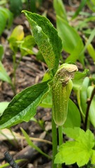 Uromyces ari-triphylli