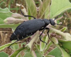 Epicauta segmenta