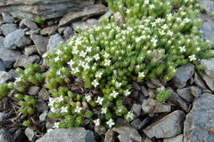 Galium pyrenaicum