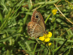 Pampasatyrus gyrtone