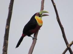 Ramphastos dicolorus
