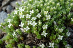 Galium pyrenaicum
