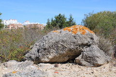 Variospora aurantia