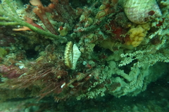 Sycozoa cerebriformis