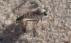 Acrosathe annulata