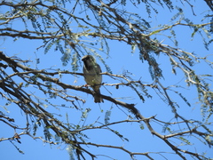 Passer domesticus
