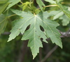 Silver Maple - Photo no rights reserved
