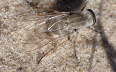 Acrosathe annulata
