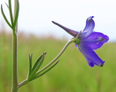 Delphinium oreganum