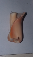 Stramonita haemastoma