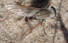 Acrosathe annulata