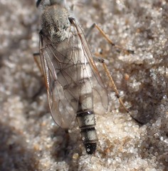 Acrosathe annulata