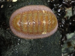 Lepidozona interstincta