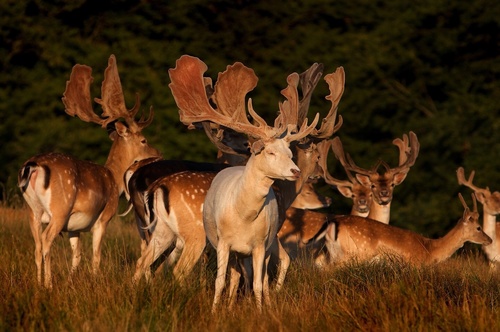 Fallow deer herd