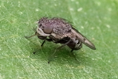 Paralimna punctipennis