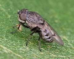 Paralimna punctipennis