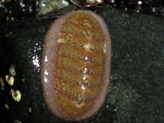 Lepidozona interstincta