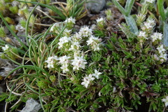 Galium cometerhizon
