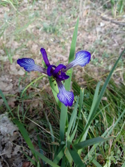 Iris sintenisii