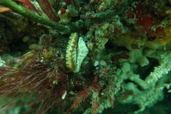 Sycozoa cerebriformis