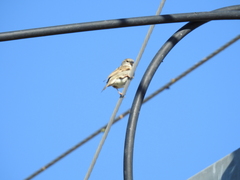 Passer domesticus