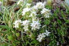 Galium cometerhizon