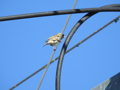 Passer domesticus