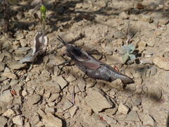 Dracotettix monstrosus